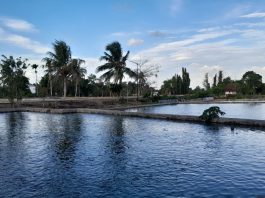Pengeringan Saluran Irigasi Riam Kanan Dibatalkan, Pembudidaya Jual Murah Ikan Patin