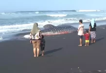 Hiu Tutul Sepanjang 7 Meter Terdampar di Pantai Lumajang