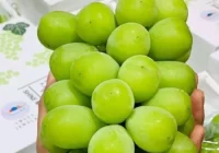 Kepala Bapanas : Cuci Dulu Anggur Shine Muscat Sebelum Dimakan