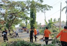 Pohon Tumbang di Desa Mudalang Tanah Bumbu Teratasi, Jalan Provinsi Lancar