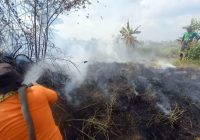 Beruntung Padinya Sempat Dipanen, Yasin Harus Relakan Pohon Rambutannya Hangus Akibat Karhutla