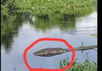 Buaya Muncul di Sungai Pemurus Baru Banjarmasin