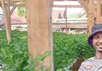 Bhabinkamtibmas Polres Tanah Bumbu Ini Kembangkan Metode Hidroponik Dukung Ketahanan Pangan