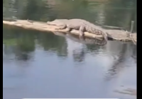 Buaya Kembali Muncul di Sungai Pemurus Baru, Ukurannya Makin Besar