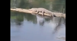 Buaya diduga di sekitar sungai Pemurus Baru direkam warga pada Senin 25 November 2024. (wartabanjar.com - Ist. @info_banjarmasin)