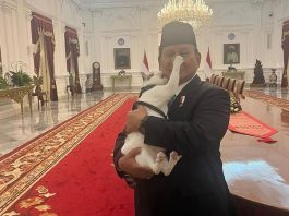 Foto Tingkah Gemas Kucing Bobby Kertanegara ke Presiden Prabowo ini Disukai Lebih dari 2 Juta