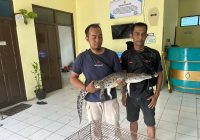 VIDEO: Penangkapan Buaya yang Meresahkan Warga Pemurus Dalam Banjarmasin