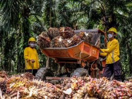 Harga Karet dan Sawit di Kalsel Naik per September