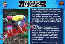 Viral Tubuh Manusia Dimakan Ular Piton di Desa Buhut Kapuas, Cek Fakta