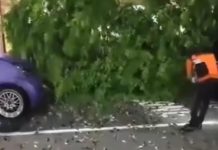 Viral Ratusan Burung Pipit Mati di Bandara Ngurah Rai