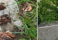 Geger! Ratusan Burung Pipit di Bandara Ngurah Rai Bali Mati Mendadak, Begini Kata BKSDA