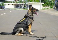 Ini Lima Anjing Polisi Andalan Dit Satwa Ungkap Kasus Narkoba Hingga Lacak DPO