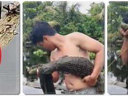 Buaya Sungai Pemurus Baru Berhasil Diamankan, Warga Khawatir Induknya Masih Berkeliaran!