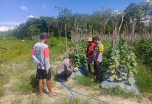 Kapolsek di Jajaran Polres Tabalong Bersama Kades Gencar Sosialisasikan Ketahanan Pangan