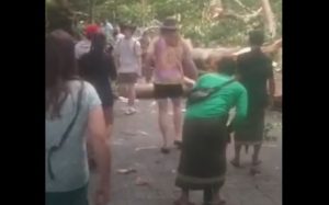 Pohon besar di Monkey Forest, Ubud, Bali tumbang menimpang wisatawan mancanegara. (wartabanjar.com - Cuplikan video amatir)