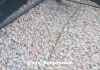 Ikan Keramba Mati di Banua Anyar