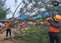 Pohon Tumbang di Lapangan Sekolah SDN Kelayan Selatan 10
