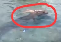 Viral Buaya Terkam Wanita Saat Cuci Kaki di Belakang Rumah