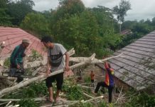 Pohon Tumbang di Desa Muara Pitap Balangan Hancurkan Kelas