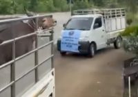 25 Ekor Sapi dari Samarinda Sumbangan untuk Haul Abah Guru Sekumpul