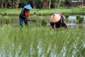 Petani Kalsel melakukan penanaman bibit pagi di lahan rawa. (wartabanjar.com - Ist. MC Kalsel)