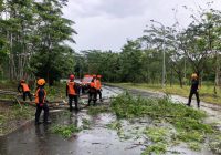 Sejumlah Pohon Tumbang di Kota Banjarbaru Diterjading Angin Kencang