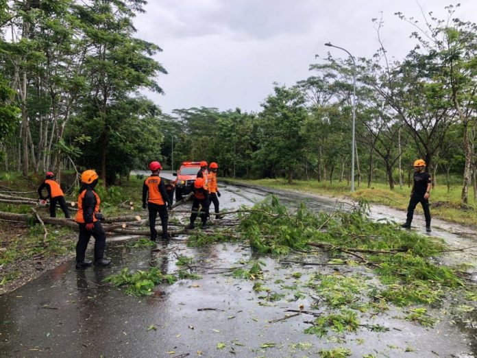 Tim BPBD Provinsi Kalimantan Selatan melakukan penanganan terhadap pohon yang tumbang di wilayah Kota Bajnarbaru pada Jumat siang. (wartabanjar.com - Ist. MC Kalsel)