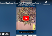 VIDEO - Paku Berselotip Bertebaran di Tambarangan Tapin, Diduga Ulah Begal