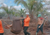 Pria Banjarmasin Hilang Saat Kencing di Tepi Hutan Kalbar, Ditemukan 2 Hari Kemudian