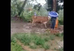Sapi yang ditemukan hanyut di sungai diminta tebusan Rp10 juta kepada pemilik. (wartabanjar.com - Ist. @jawatimurinfo)