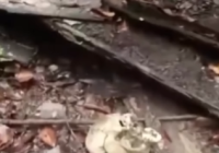 Geger, Penemuan Tulang Manusia di Hutan Kindingan HST, Diduga Amat yang Hilang Sebulan