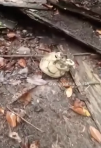 Bagian tengkorak kepala yang ditemukan di sekitar hutan Kindingan, HST. (wartabanjar.com - Ist. @wargamurakata)