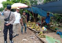Ganggu Lalu Lintas, Pedagang Durian di Sepanjang Jalan Karang Intan Ditertibkan