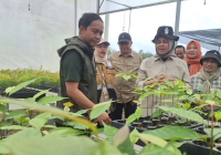 Kemenhut Klaim Hutankan Kembali 1800 Hektar Lahan di Kaltim ini
