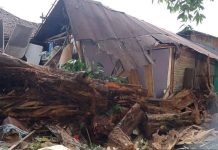 Cuaca Ekstrem, Pohon Beringin Tumbang Timpa 3 Rumah di Halong Balangan