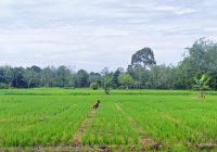 Cuaca Ekstrem Buat Petani di Kabupaten Balangan Khawatir