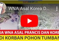 VIDEO Pohon Tumbang di Monkey Forest Ubud Tewaskan Wisatawan