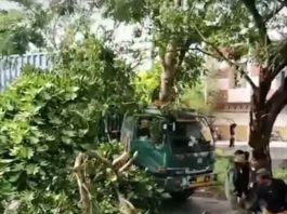 Kontainer Tabrak Pohon di Jalan A Yani km 15 Gambut