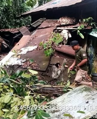 Pohon Tumbang di Desa Campan Balangan Menimpa Rumah Warga