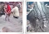 Mandi di Tepi Laut, Wanita di Nias Selatan Tewas Diterkam Buaya! Predator Tewas Diburu TNI dan Warga