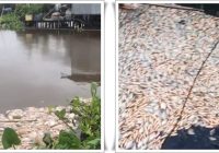 Geger! Ribuan Ikan Bawal Mati Mendadak di Banua Anyar, Kerugian Capai Rp 800 Juta Lebih