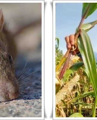 Serangan Tikus Cokelat Mengancam Pertanian Jagung di Gunungraja Tala, Waspada Dampaknya pada Manusia!