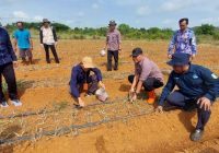 Dinas Pertanian dan Ketahanan Pangan Kalsel Siap Tanam Tanaman Holtikultura di 13 Kabupaten Kota