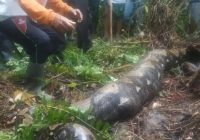Duel dengan Piton 6 Meter, Petani Gula Aren di Desa Malimbu Tewas Ditelan, Sama-sama Luka di Kepala