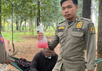 Pria Konsumsi Tuak di Hutan Pinus Mentaos Banjarbaru Diamankan Satpol PP