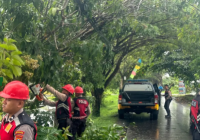 Satsamapta Polres Batola Singkirkan Pohon Tumbang di Jalan Jenderal Sudirman Marabahan