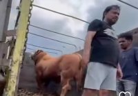 Sapi Limousin untuk Haul Abah Guru Sekumpul Diserahkan kepada Panitia