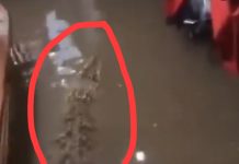 Buaya Masuk Rumah Saat Banjir di Kampung Kedaung