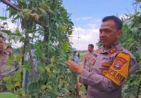 Dukung Ketahanan Pangan, Kapolres Balangan dan Siswa SPPN Paringin Panen Kacang Panjang