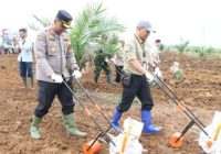 Polres Tanah Laut Tanam Jagung di Lahan Seluasa 50 Hektare Sistem Tumpang Sari